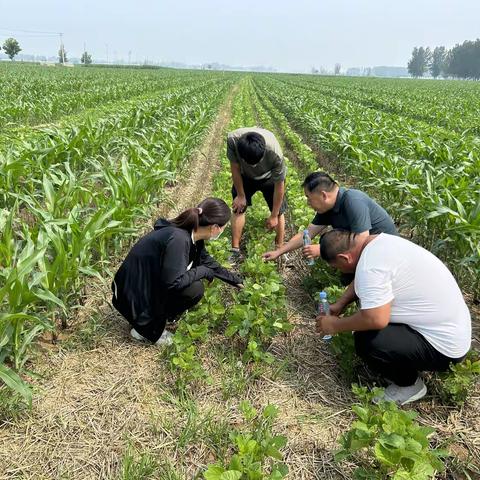 成武县农业农村局汛期过后农技专家查看大豆玉米带状复合种植情况