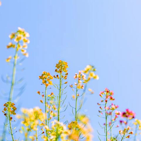 春暖花开，教研正当时--梯级发展之向城镇小学第一轮集体备课活动