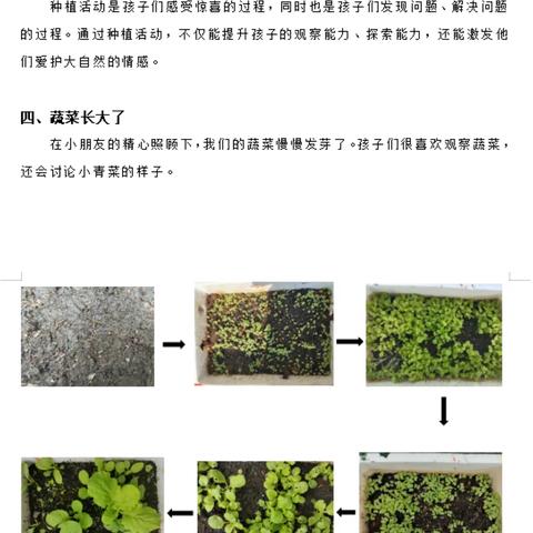 种植小记——我的菜宝宝