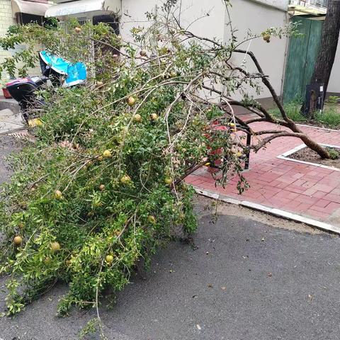 【乐居甸柳】暴雨过后树木倾倒，及时发现及时清理