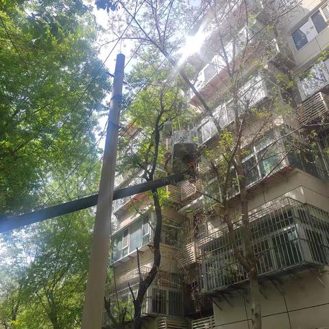 枝叶扰民及时解 网格服务暖人心