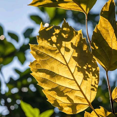 冬叶流光，童梦叶韵——沛县汉城文昌学校三四年级系列活动