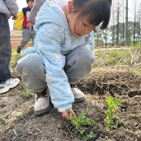 东马坊街道中心幼儿园南园大二班 【种植故事】小豌豆大收获