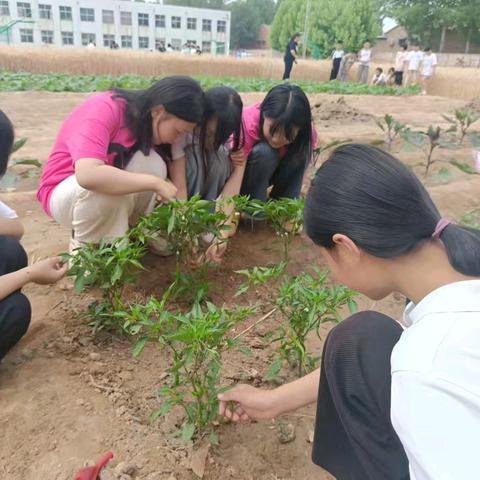 探索农作物的奥秘 ——老军营小学开展劳动实践活动