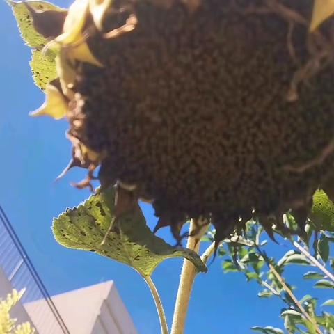 🌻Miss沈🌻的简篇