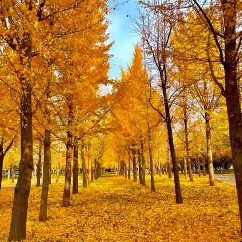 与树叶🍂相约 与秋天相伴🍁                                            ——揽月幼儿园树叶创意主题活动