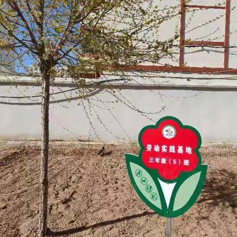 【十小·德育】☀️劳动砺心智，实践助成长——灵武市第十小学三年级5班“开心农场”劳动实践记