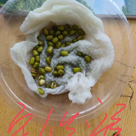 一起学生物，一起种豆芽 平江八中七年级214/215班生物实验作业