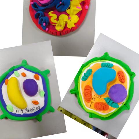 当细胞遇上手工：用创意解锁微观世界的奥秘 ——平江八中七年级219班