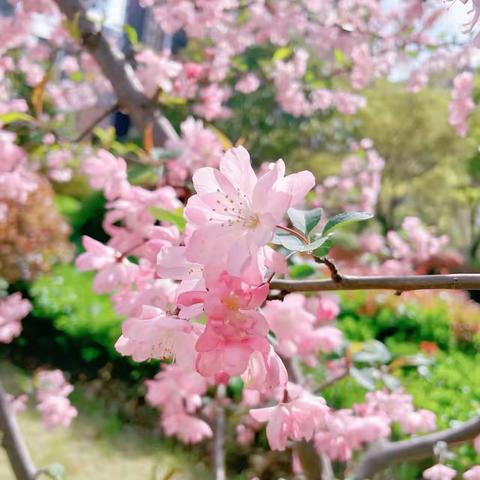 桃花散尽春已暮，不觉芳菲悄入夏-天朗-蓝湖树2024麑04月简报