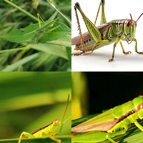 科学“悦”读会  《昆虫记》第六期分享——乌鲁木齐市第五十九小学科学阅读共同体