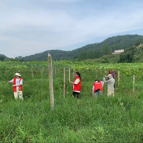 爱绿在心动 护绿在行动--岑阳镇团委开展节能宣传周系列活动