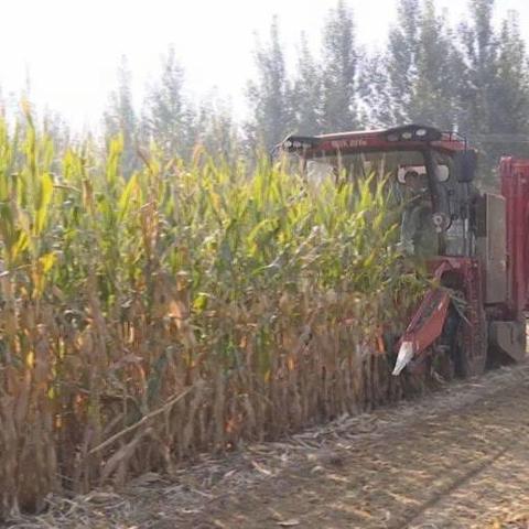 窑沟乡不灿洼村委扎实推进“三秋”工作