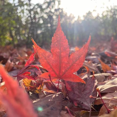 安泰德润福临十二月份月报