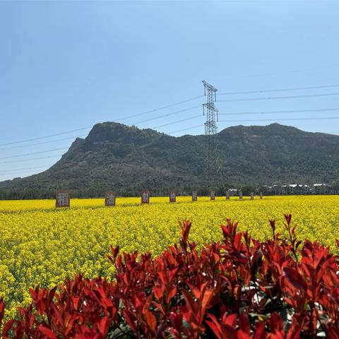 岑阳镇：春日岑阳景如画，相约共赏油菜花