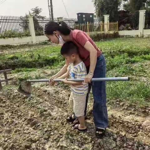 儋州市东成镇第二幼儿园小（1）班菜地种植过程