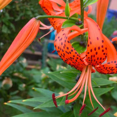 经纬东段社区﻿ 冰凌花演艺联盟 ﻿街头小巷 〈平凡巷陌里的文化暖章〉