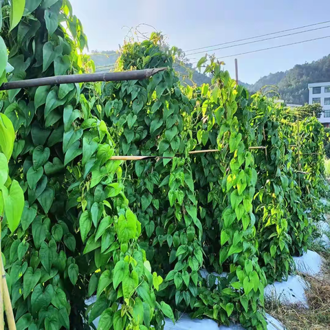 遂川县泉江镇太盆村绿色新鲜蔬菜 紫山药上市了