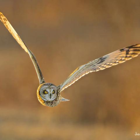 短耳鸮（Short-eared Owl）拍摄于美国密苏里州