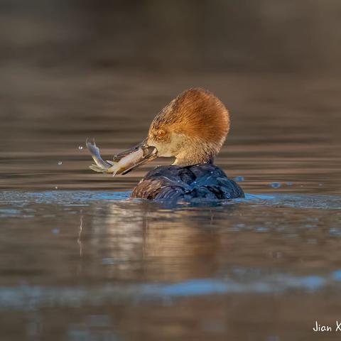 棕胁秋沙鸭（Hooded Merganser）抓鱼和戏水的视频- 拍摄于美国密苏里州