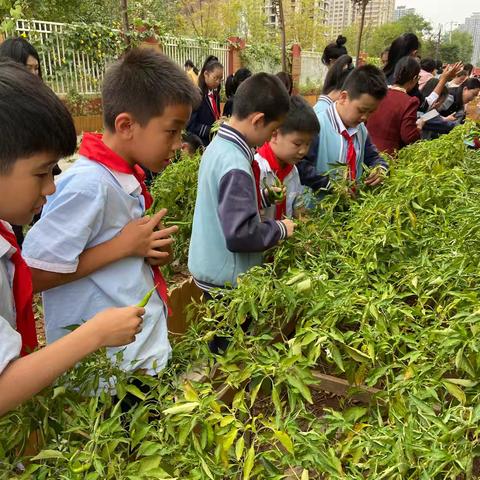 春种一粒粟，秋收万颗子 ——灞桥区东城第六小学举办秋季收获节