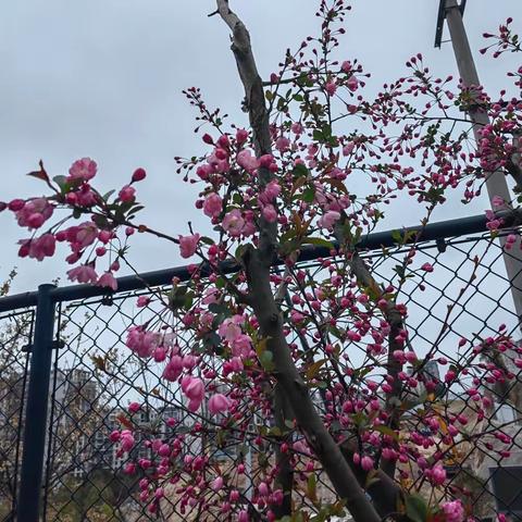 春天，每阵风、每滴雨、每束阳光都在写诗 ☀️ 揉碎了的忧伤撒到春天的夜里， 是星河灿烂。 春日没有忧伤可言， 愿大家都活得春光明媚。