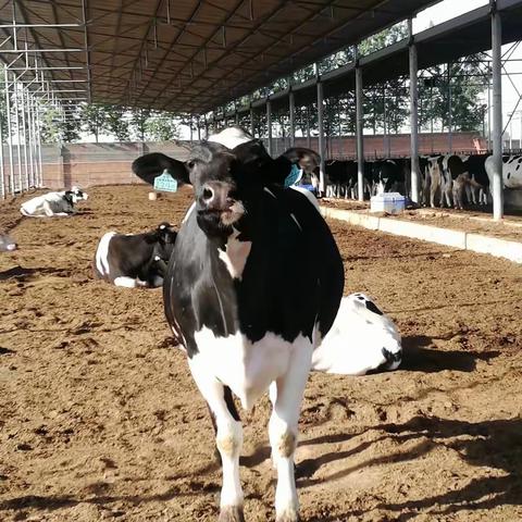 秋游第一站、￼牧场体验日———盛亚研学基地