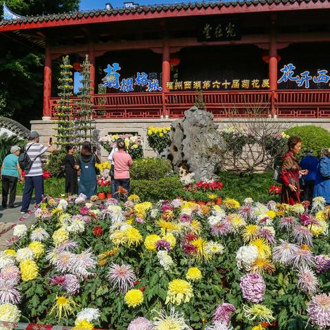 观看福州西湖第60届菊花展记