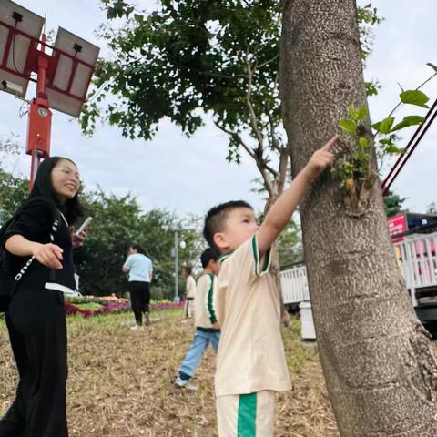 趣玩羊蹄甲 ——中三户外亲子自然游戏