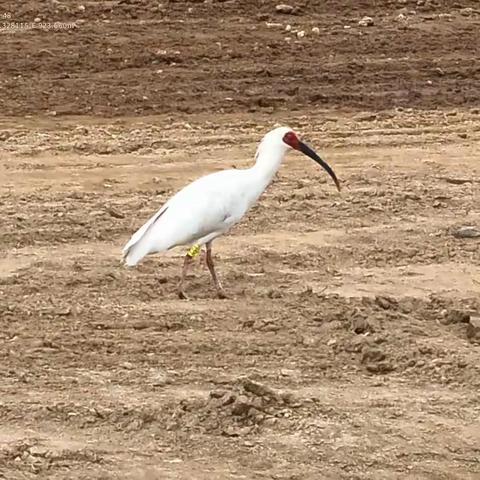 “铜川籍”朱鹮首现旬邑城区 古豳大地增添生态新亮点