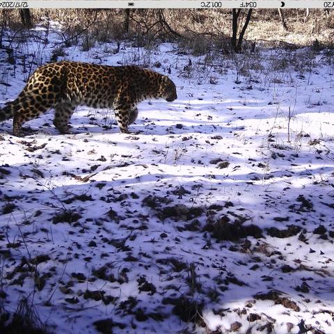 旬邑县红外相机抓拍到多种 珍稀野生动物影像