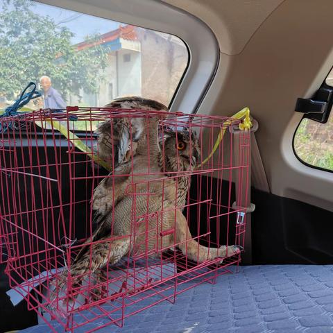 旬邑县野生动物保护工作站成功救助国家二级保护动物雕鸮一只