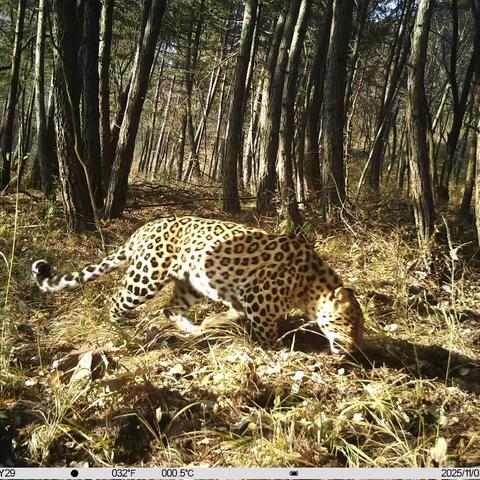 旬邑：三年八次，金钱豹 “打卡”同一地