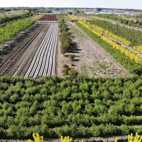 白城林业车间4月工作纪实