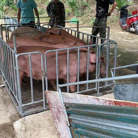 毛阳镇什益村生猪养殖基地600头生猪出栏，喜迎“开门红”