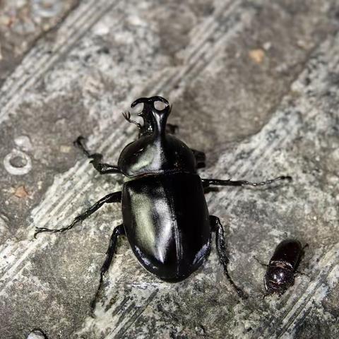 福建闽江源国家级自然保护区新增2个 国家二级重点保护野生动物分布记录