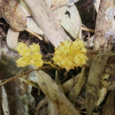 福建闽江源国家级自然保护区发现三明市植物分布新记录科——无叶莲科