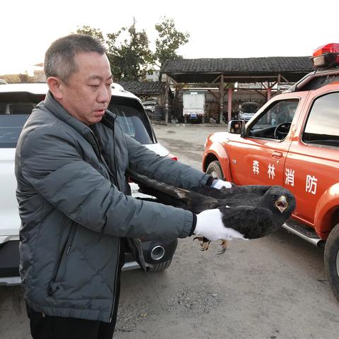 暖心！闽江源保护区成功救助国家二级重点保护野生动物林雕