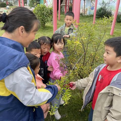 好习惯养成记——我的发现 之“榴”下美好时光—古幼大一班好习惯学习篇