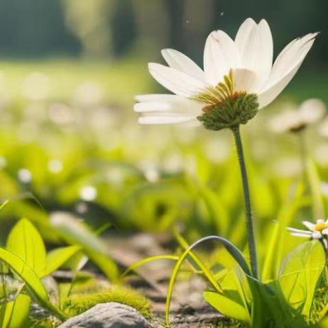 读《明明白白上好课：教学评一致性》有感 ——磁涧小学 张珍