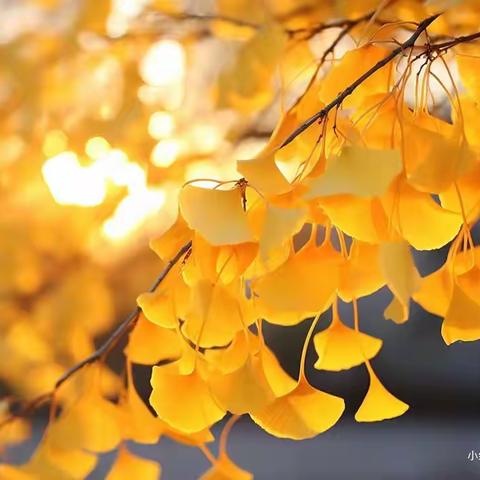 《小学生如何做到情绪管理》——记湖坪小学心理公开课