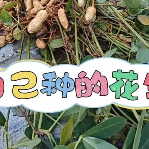 荣光·劳动｜收花生喽——冯狗庄完全小学劳动课程之秋收