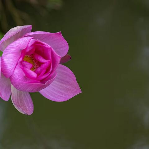 夏荷