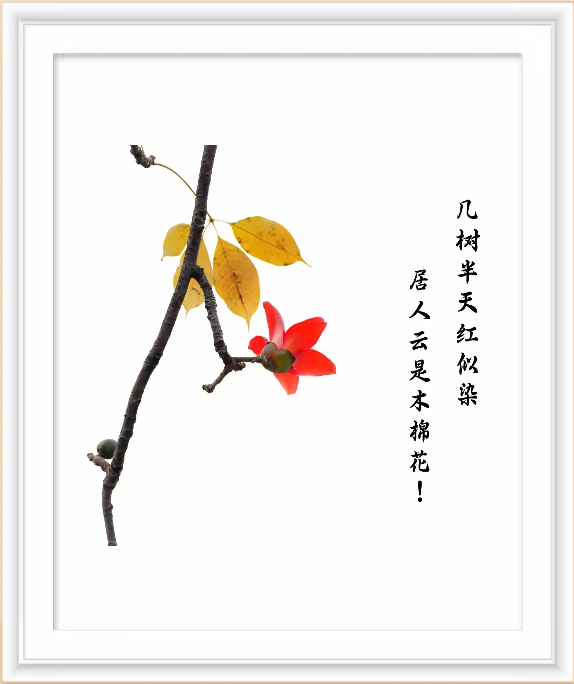 简篇-时光不老,影像留情