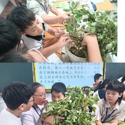 小花生，大道理 ——沧海中队学习实践活动