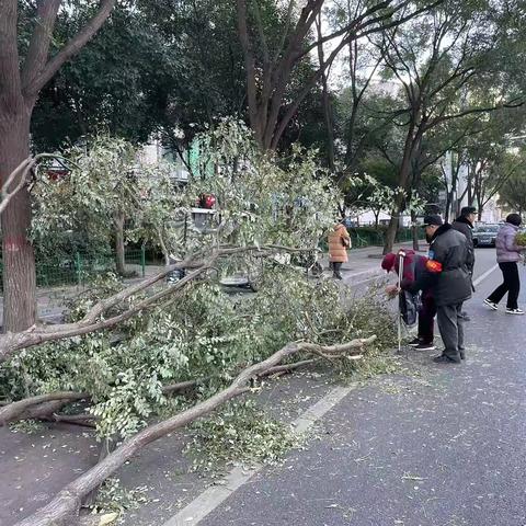 7级大风刮断行道树枝 巡防队员保安全急反映处置