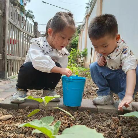 小一班种植园《茄子的故事》+一些活动