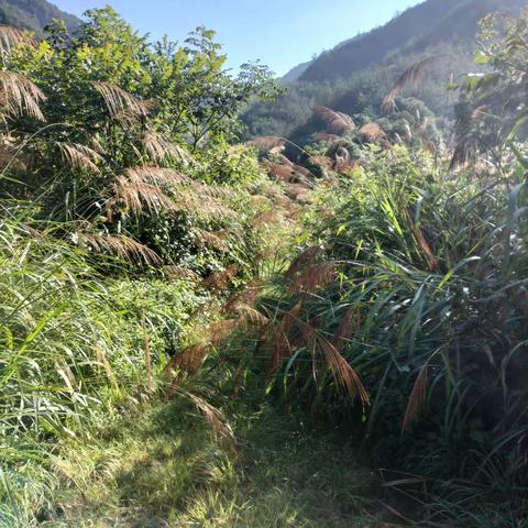 山坞水库巡查道路除草整治工作纪实