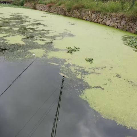 村河道浮萍清理行动纪实