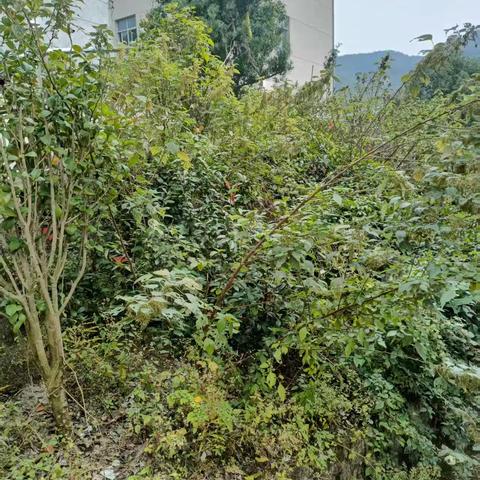 绿化苗木重在养护